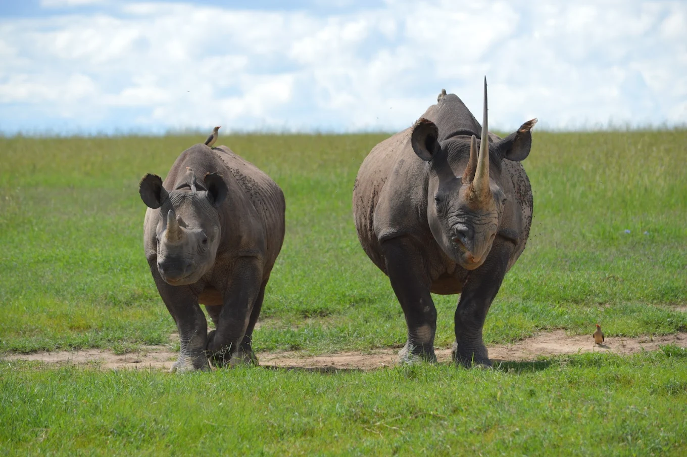 Ol Pejeta Conservancy - Conservation & Wildlife